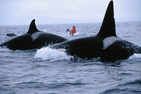 Nancy Black studying Killer Whales