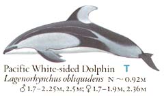 Pacific White-sided Dolphin - detail from Marine Mammal Guide