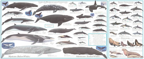 Inside view of Marine Mammal Guide