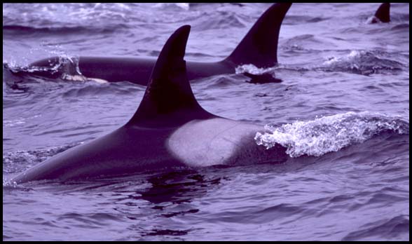 Resident Killer Whales, photo by Nancy Black