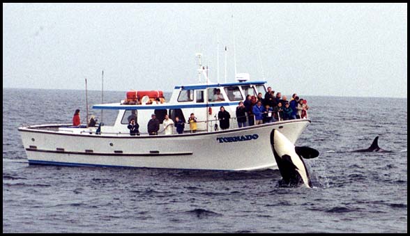 Killer Whales, Slide No. W01-19
