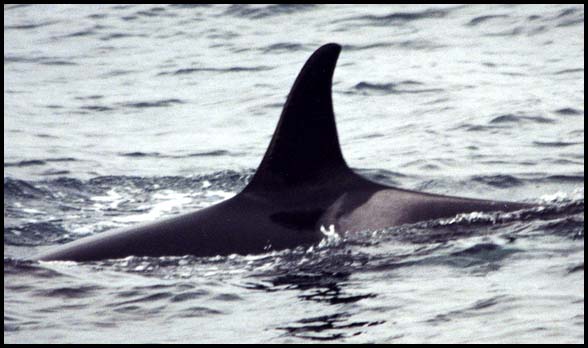 Monterey Bay Whale Watch -- Killer Whale Photo W01-21