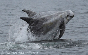 2 breaching Risso's Dolphins, photo by Daniel Bianchetta