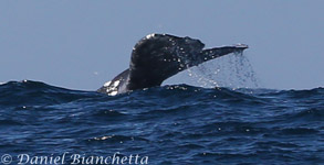 12-hour Full Day whale watching trips