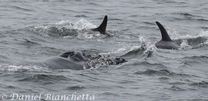 Humpback Whale with Risso's Dolphins, photo by Daniel Bianchetta