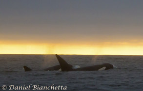 Killer Whales at sunset, photo by Daniel Bianchetta