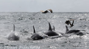 Killer Whales, photo by Daniel Bianchetta
