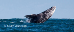 Breaching Gray Whale, photo by Daniel Bianchetta