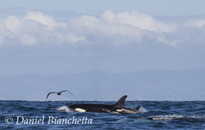 Female Killer Whale with calf, photo by Daniel Bianchetta