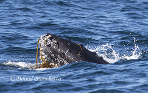 Humpback Whale Kelping, photo by Daniel Bianchetta
