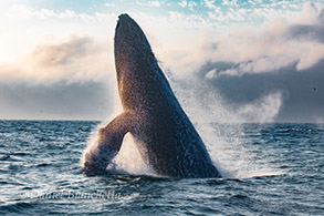 Humpback Whale breaching at dusk, photo by Daniel Bianchetta