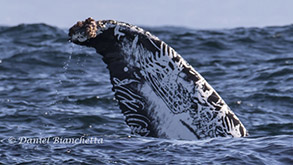 Humpback Whale 'fluke art', photo by Daniel Bianchetta