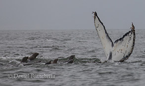 Humpback Whale tail and California Sea Lions, photo by Daniel Bianchetta