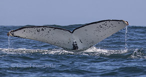 Humpback Whale Tail Photo ID, photo by Daniel Bianchetta