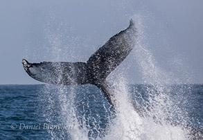 Humpback Whale tail-throwing, photo by Daniel Bianchetta