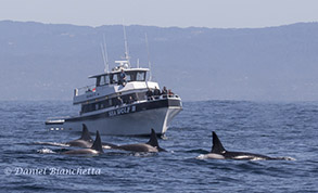 Killer Whales by the Sea Wolf II, photo by Daniel Bianchetta