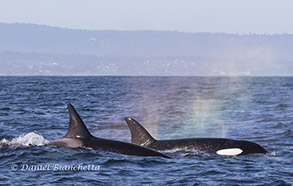 Killer Whales with rainblows, photo by Daniel Bianchetta