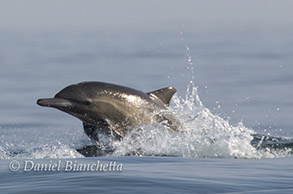 Long-beaked Common Dolphin, photo by Daniel Bianchetta