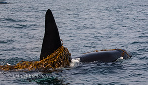 Male Killer Whale Lonesome George kelping, photo by Daniel Bianchetta