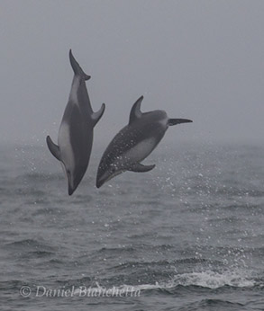 Pacific White-sided Dolphins Leaping, photo by Daniel Bianchetta