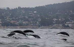 Running Northern Right Whale Dolphins by Pacific Grove, photo by Daniel Bianchetta