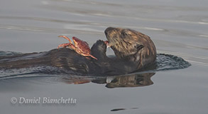 Sea Otter eating a crab, photo by Daniel Bianchetta