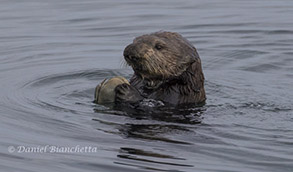 Sea Otter with clam, photo by Daniel Bianchetta