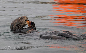 Southern Sea Otter eating Dungeness Crab, photo by Daniel Bianchetta
