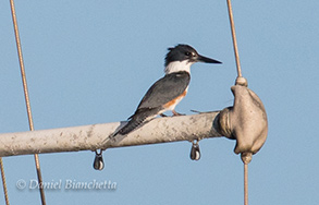 Belted Kingfisher, photo by Daniel Bianchetta