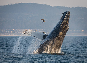 Breaching Humpback Whale with Heermann's Gull, photo by Daniel Bianchetta