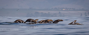 California Sea Lions, photo by Daniel Bianchetta