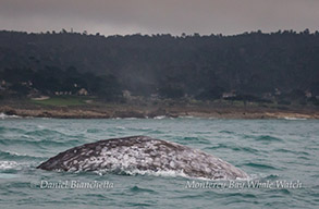 Gray Whale photo by Daniel Bianchetta