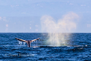 Gray Whales with rainblow, photo by Daniel Bianchetta