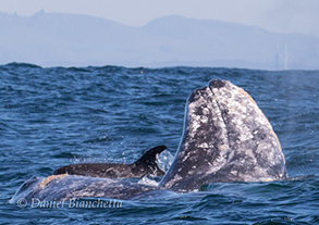 Gray Whales, Risso's Dolphin, photo by Daniel Bianchetta