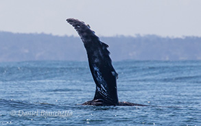Humpback Whale's pectoral fin, photo by Daniel Bianchetta