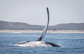 Humpback Whale pec slapping, photo by Daniel Bianchetta