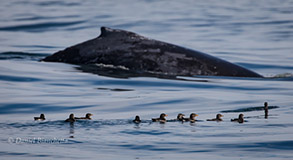 Humpback Whale with Rhinoceros Auklets, photo by Daniel Bianchetta