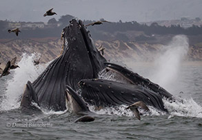 Humpback Whales lunge-feeding, photo by Daniel Bianchetta