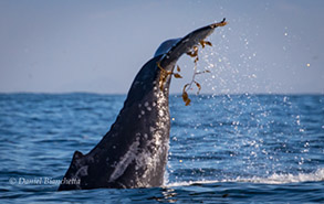 Kelping Humpback Whale, photo by Daniel Bianchetta