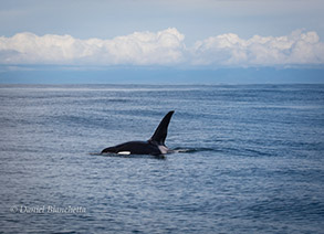 Killer Whale 'Lonesome George', photo by Daniel Bianchetta