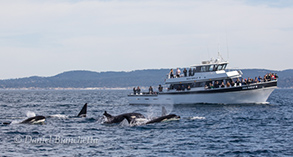 Killer Whales coming by the Sea Wolf, photo by Daniel Bianchetta