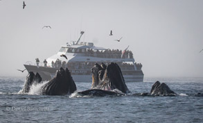 Lunge-feeding Humpback Whales in front of Blackfin, photo by Daniel Bianchetta