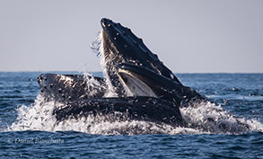 Closeup of lunge-feeding Humpback Whales, photo by Daniel Bianchetta
