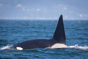 Male Killer Whale Fat Fin, photo by Daniel Bianchetta