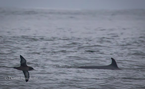 Minke Whale and Sooty Shearwater, photo by Daniel Bianchetta
