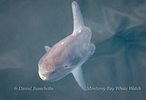 Mola Mola (Ocean Sunfish), photo by Daniel Bianchetta