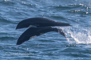 Northern Right-whale Dolphins, photo by Daniel Bianchetta