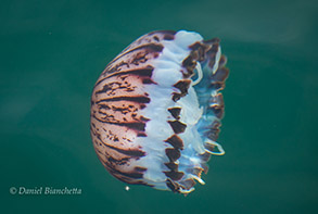 Purple-striped Jelly, photo by Daniel Bianchetta