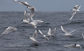 Sabine's Gulls, photo by Daniel Bianchetta