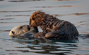 Southern Sea Otter mother and pup, photo by Daniel Bianchetta